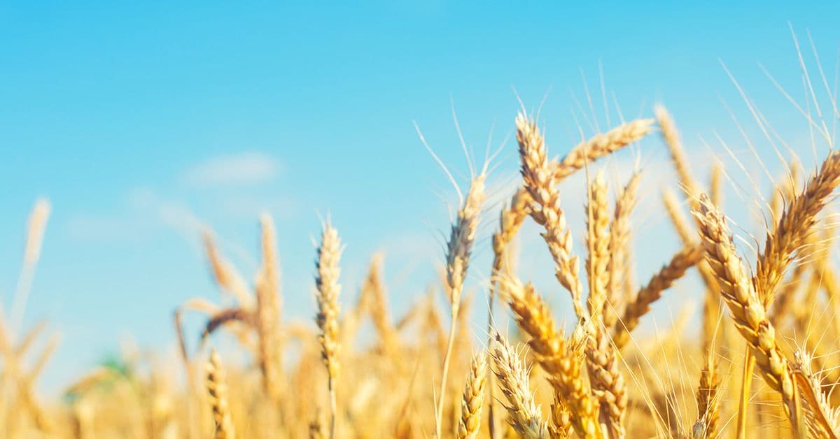 Golden wheat field under a clear blue sky, close-up of ripe wheat stalks.