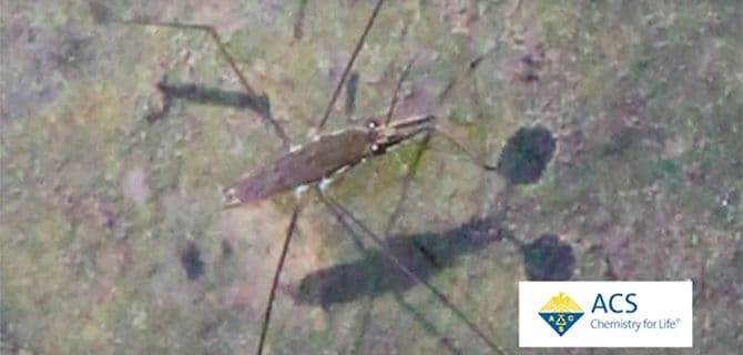Close-up image of a water strider insect on the surface of water. The ACS (American Chemical Society) logo appears in the lower right corner.