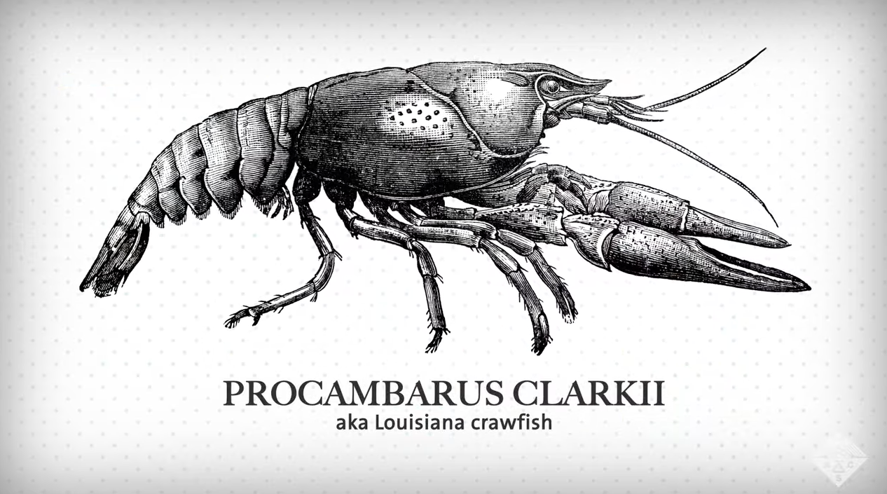 An illustration of a Louisiana Crawfish