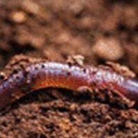 Close-up of a worm partially embedded in soil, showcasing its segmented body and the surrounding earthy environment.