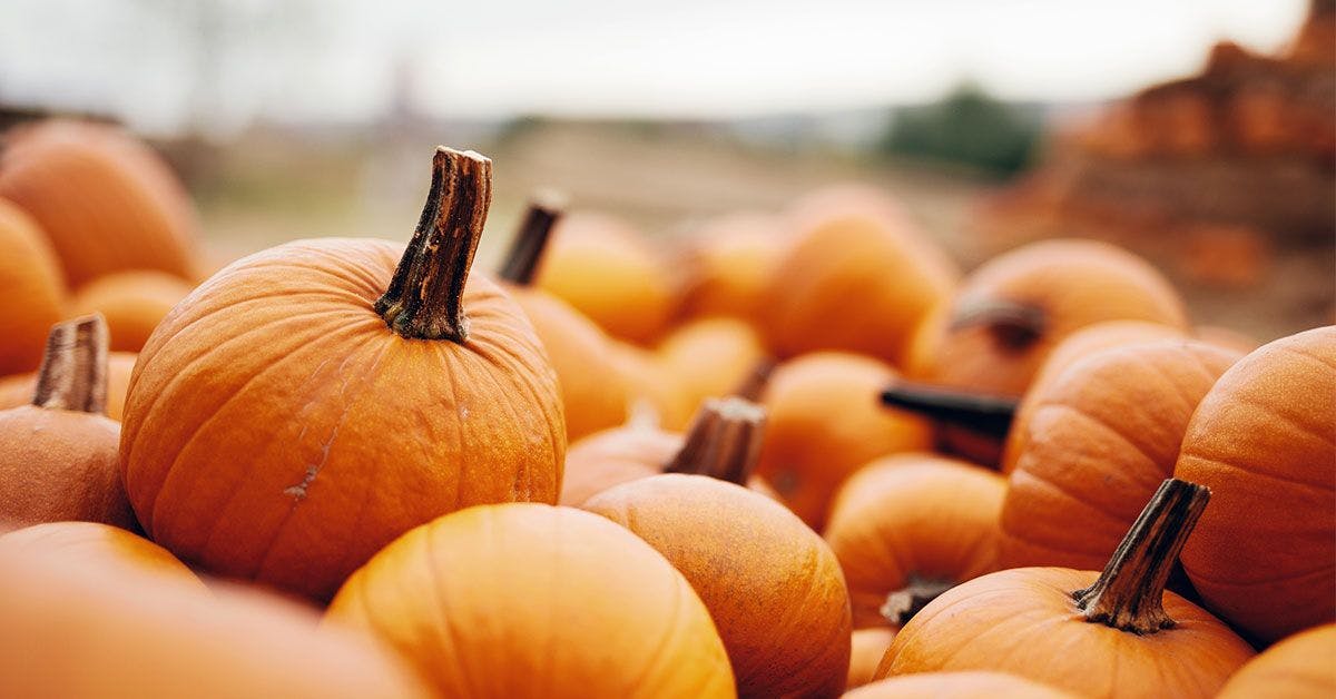 Many pumpkins are piled up in a field.
