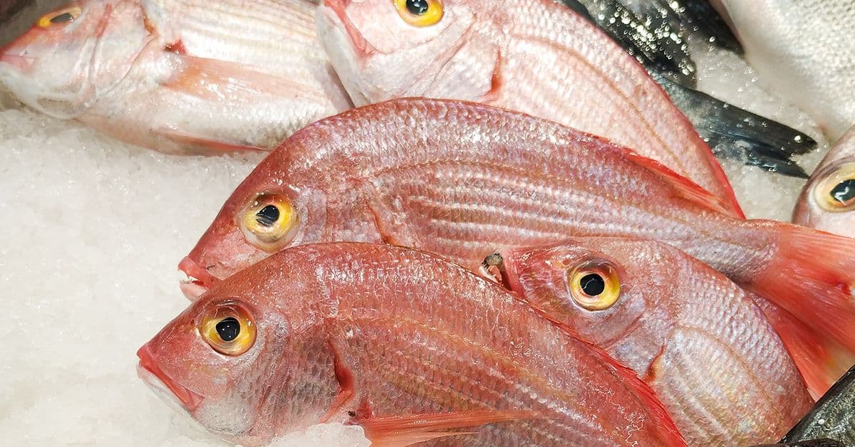 Fresh red snapper fish displayed on ice, with prominent eyes and pink scales.