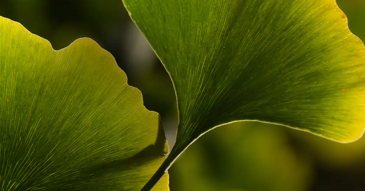 Close-up of two ginkgo biloba leaves with vibrant green coloration and fine vein details, illuminated by sunlight.