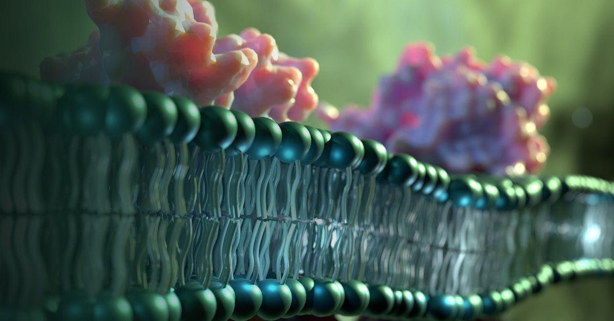 A digital representation of a cell membrane with embedded proteins, illustrating a close-up view of its lipid bilayer structure and associated protein molecules.