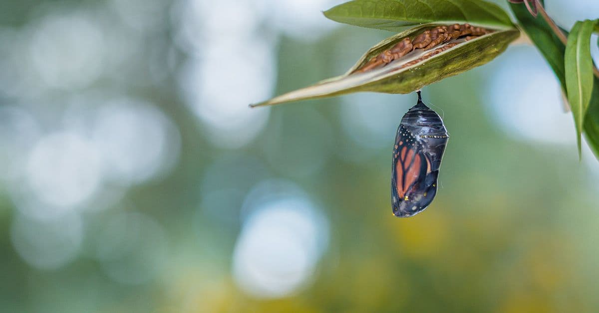 Close-up of a monarch butterfly chrysalis hanging from a green leaf stem, with a blurred natural background.