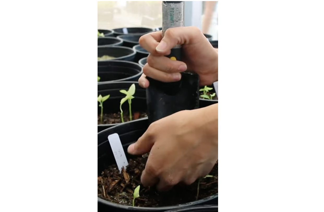 Hands planting a seedling in a pot with a black gardening tool, surrounded by other potted plants.