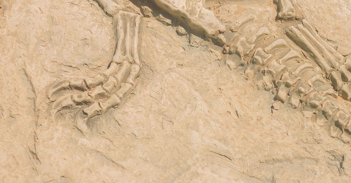 Close-up of a fossilized dinosaur skeleton embedded in rock, showing claws and limb bones with detailed impressions.