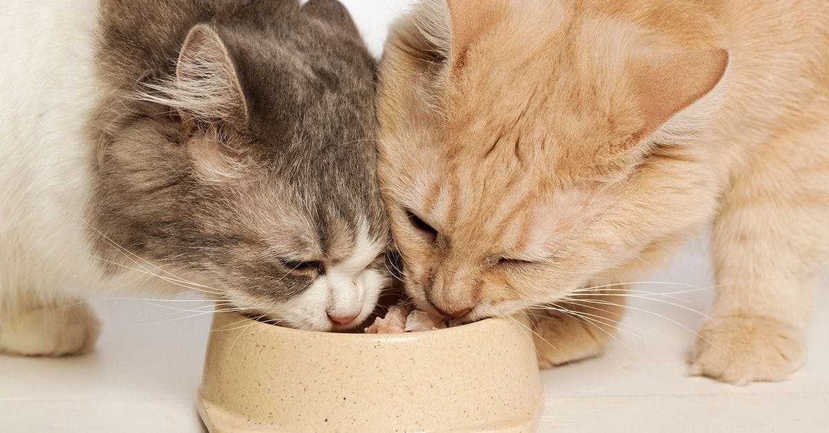 Two cats, one gray and white and the other orange, eating from the same beige food bowl.