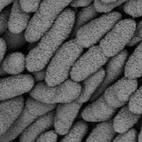 Close-up image of numerous rod-shaped bacteria clustered together.