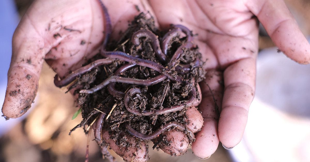 A hand holding a pile of soil with several earthworms intertwined, indicating a healthy and fertile environment.