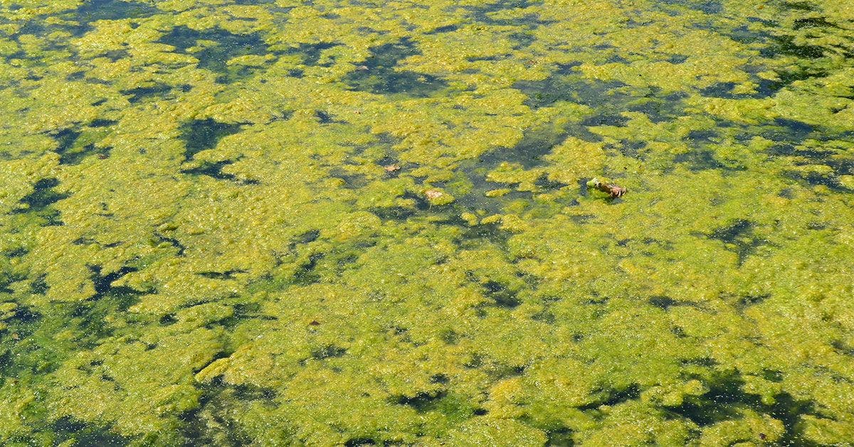 An aerial view of algae in the water.