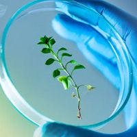 A small green plant is held in a petri dish by a gloved hand.