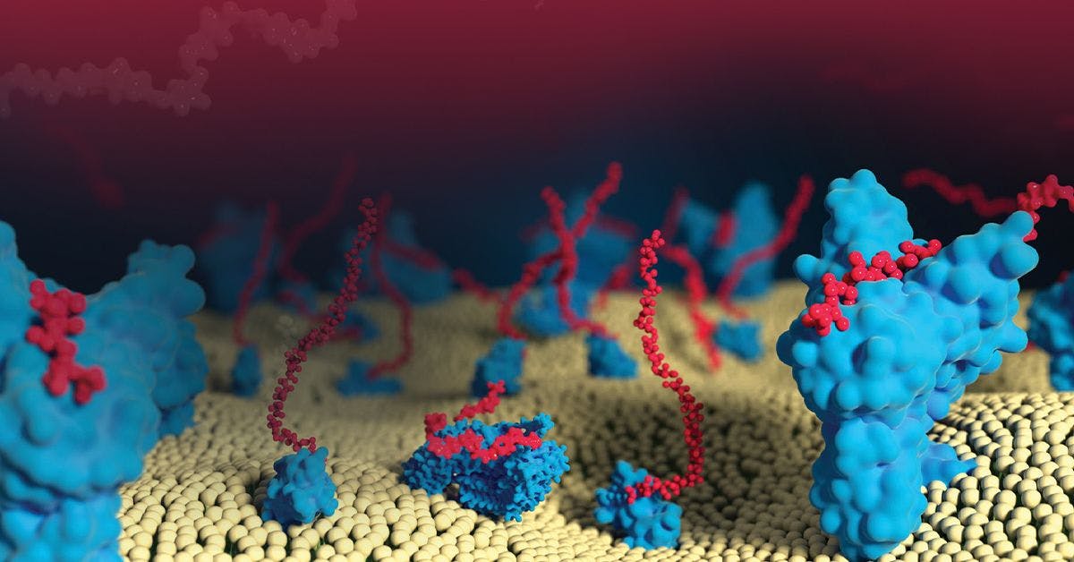 Illustration of microscopic cellular structures, with blue and red elements, resembling a membrane with various connected molecules and proteins.