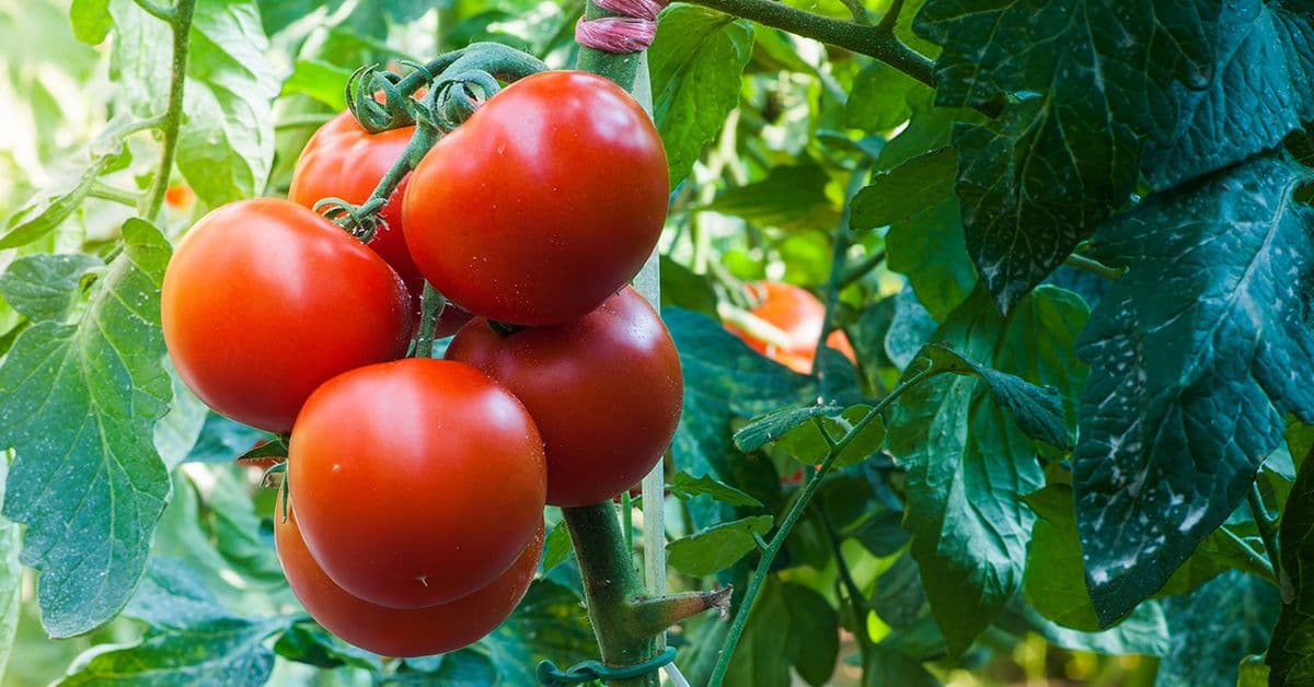 Cluster of ripe red tomatoes on a vine surrounded by green leaves.