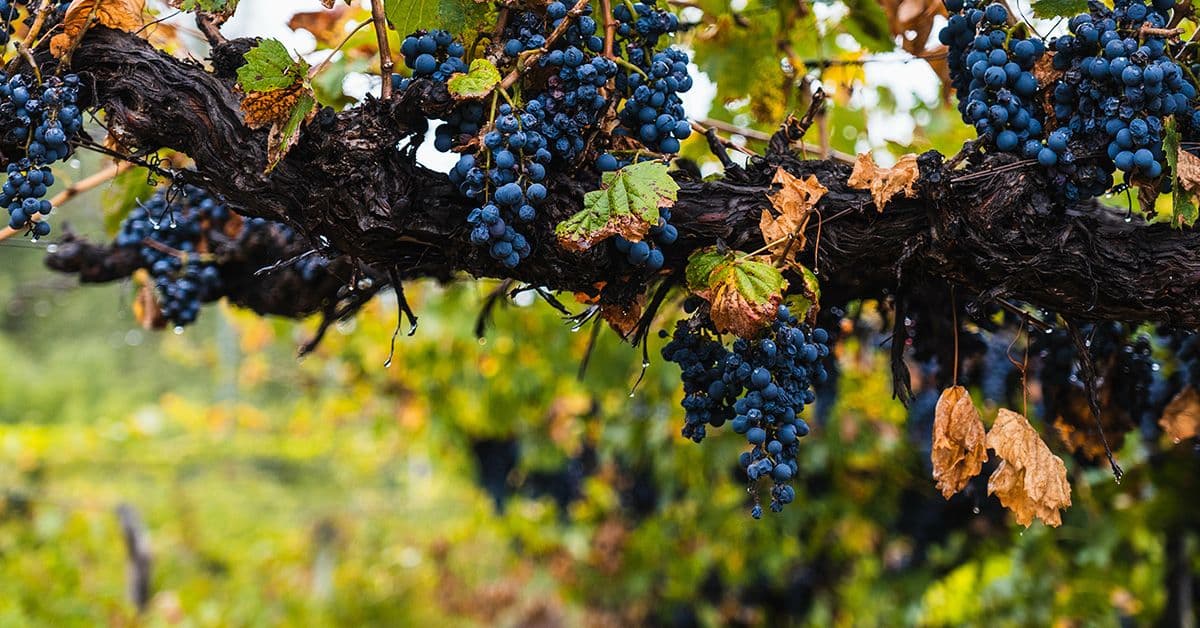 Clusters of ripe blue grapes hang from a vine with green and brown leaves.