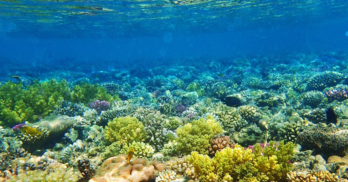 A vibrant underwater coral reef with various species of coral and fish in clear blue water.