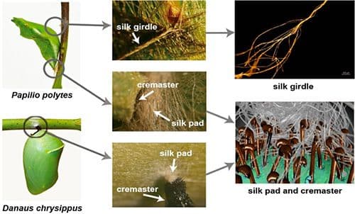 Morphological observations of the cremaster and silk of Danaus chrysippus. Source: ACS Biomater. Sci. Eng. 2024, 10, 8, 4855-4864.