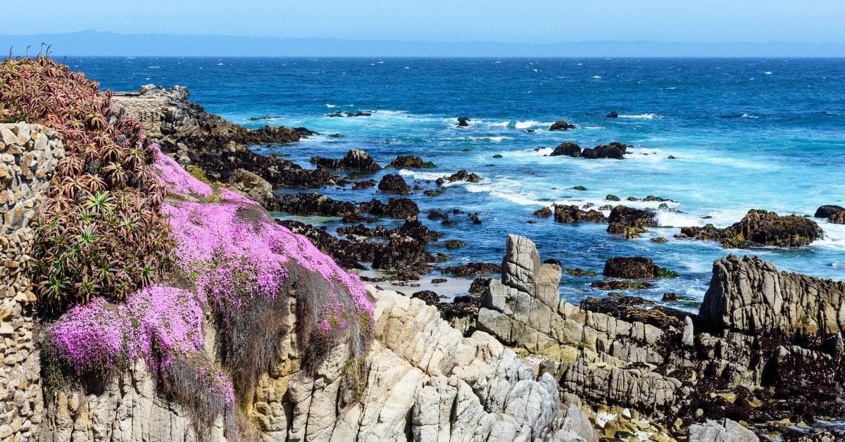 Vibrant pink ice plant flowers cover rugged granite cliffs overlooking the ocean along the Asilomar coastline in Pacific Grove, California.
