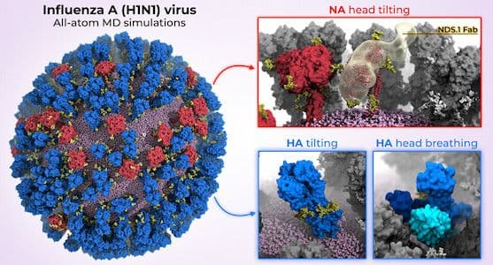 All-atom MD simulation of the flu virus and glycoproteins