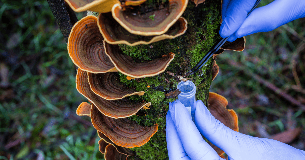 Natural products research fieldwork: gloved hands sampling wild polypore mushrooms from a tree for laboratory study.