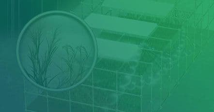 Illustration of a green agricultural setup featuring rows of crops with a magnified view highlighting plant details.