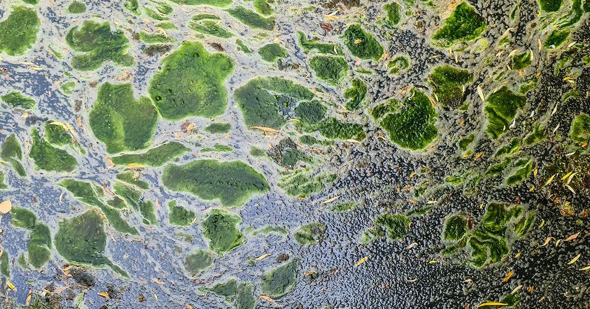 Harmful algal blooms forming on the surface of a freshwater lake.