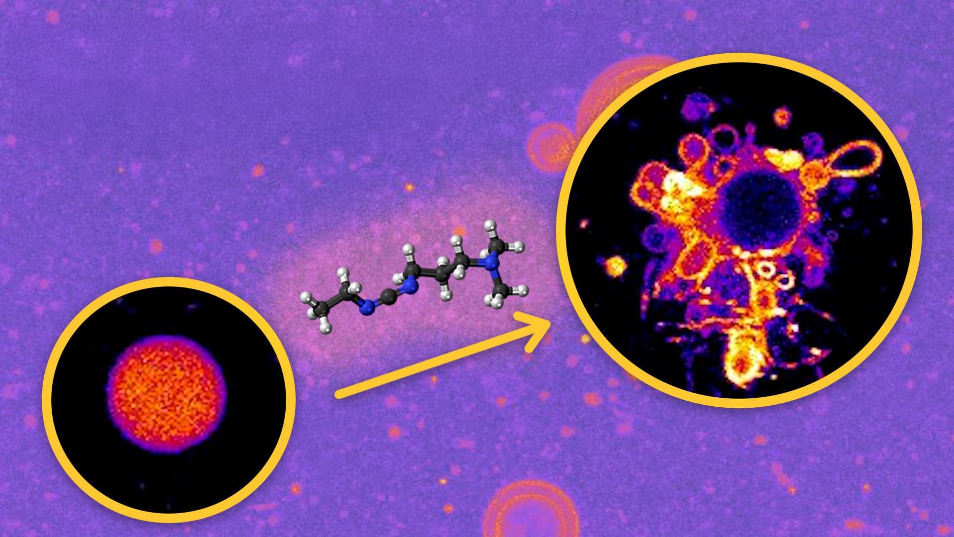 Images from a cell-like behavior in molecular assemblies called vesicles on a purple background