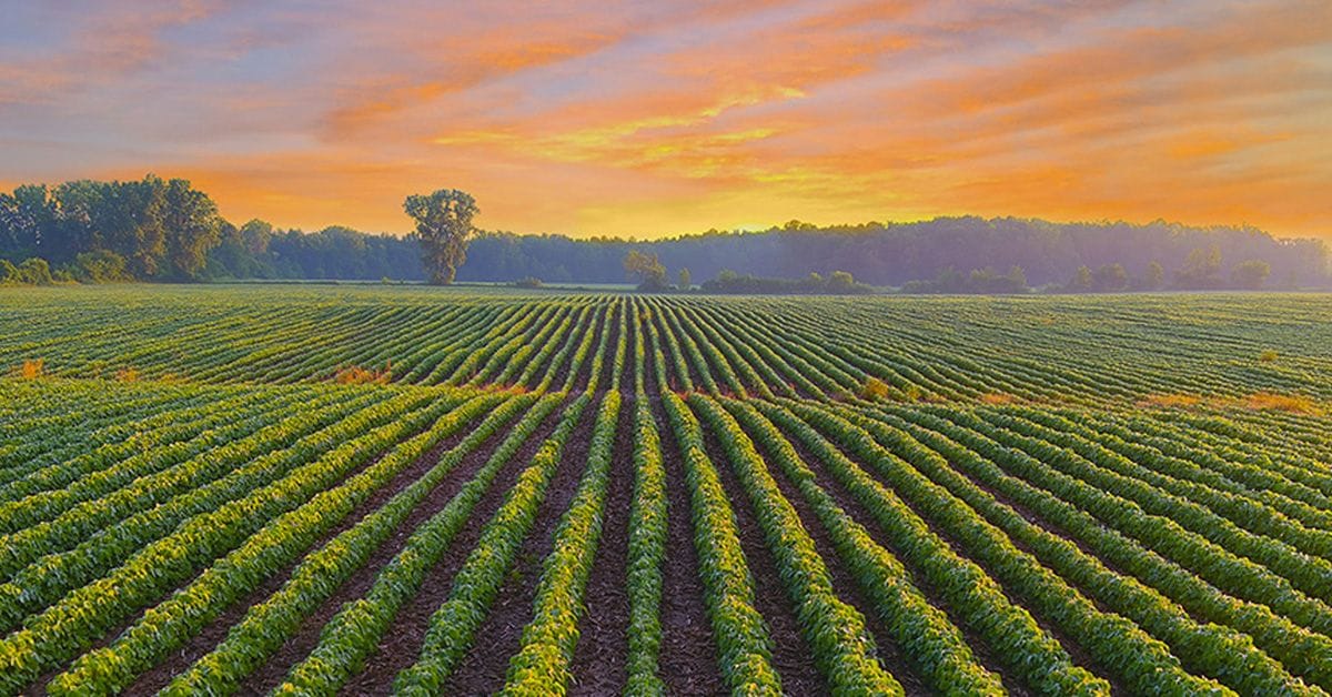 A picturesque farm field with rows of green crops stretches toward the horizon, under a vibrant sunset sky.
