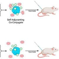 A diagram showing the process of self - advantaging coc virus.