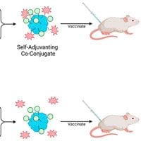 A diagram showing the process of self - advantaging coc virus.