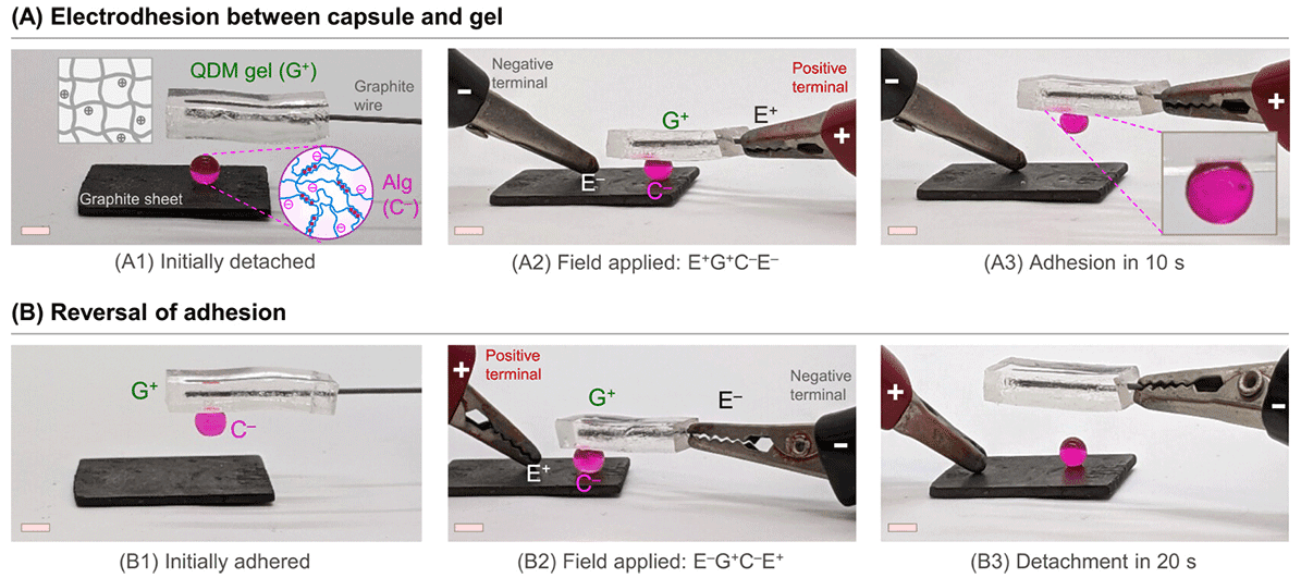 Electroadhesion in action between a gel and capsule with opposite charges