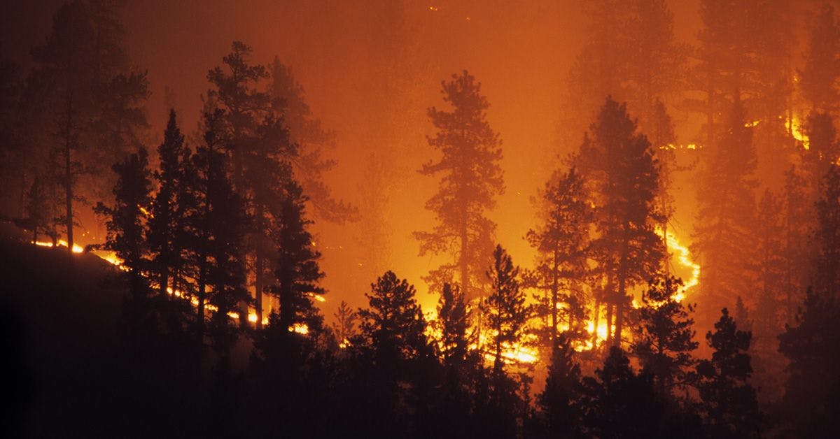 A forest fire burns in the middle of a forest.