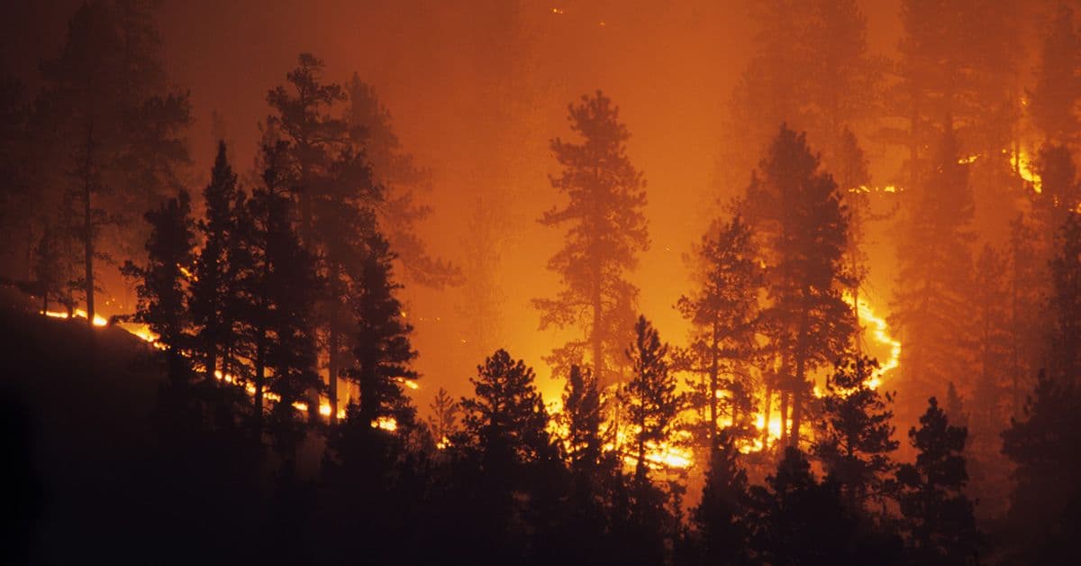 A wildfire burns in the middle of a forest.