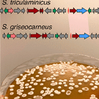 Triculamin: An Unusual Lasso Peptide with Potent Antimycobacterial Activity