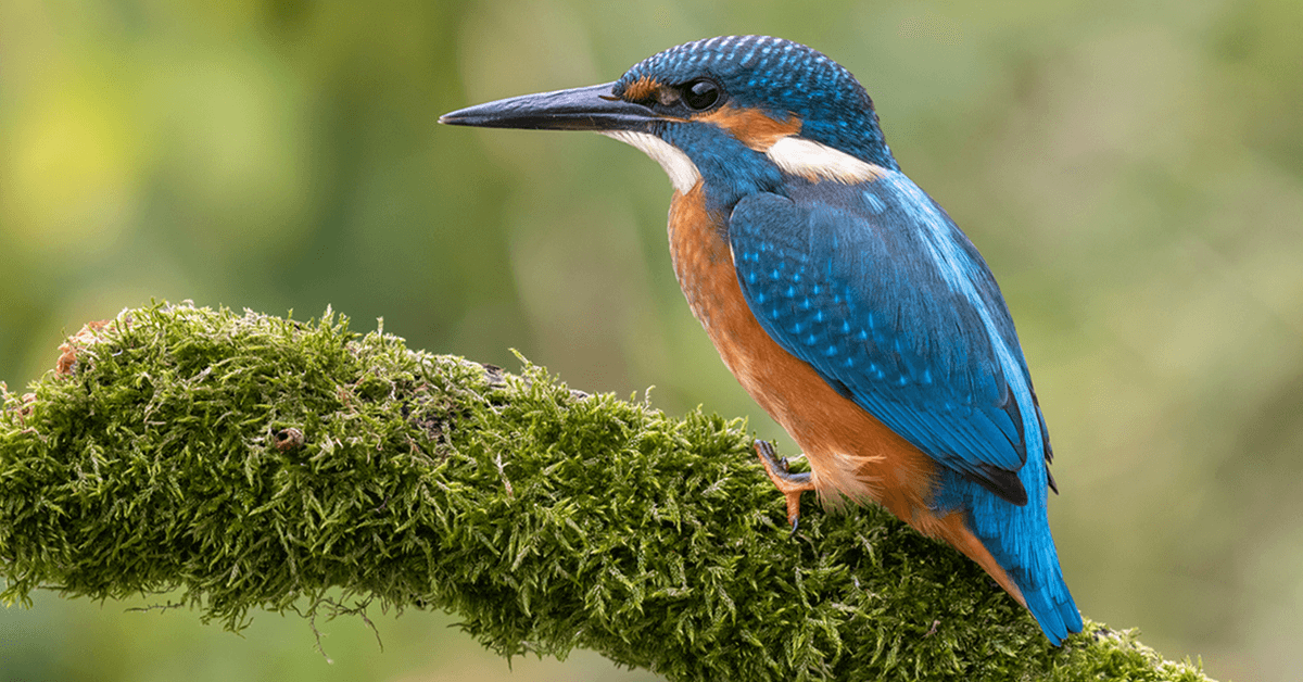 A close-up of a bright blue and orange kingfisher perched on a moss-covered branch, with a soft green background.
