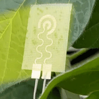 mediante el control de la salud de las plantas