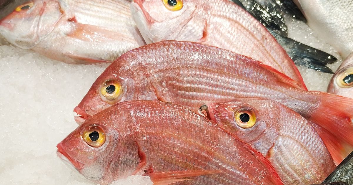 Fresh red snapper fish displayed on ice, with prominent eyes and pink scales.