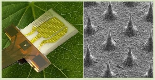 Image of A biohydrogel-based microneedle sensor for in situ monitoring of H2O2 in plants.