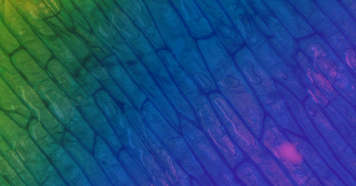 A colorful image of a cell membrane.