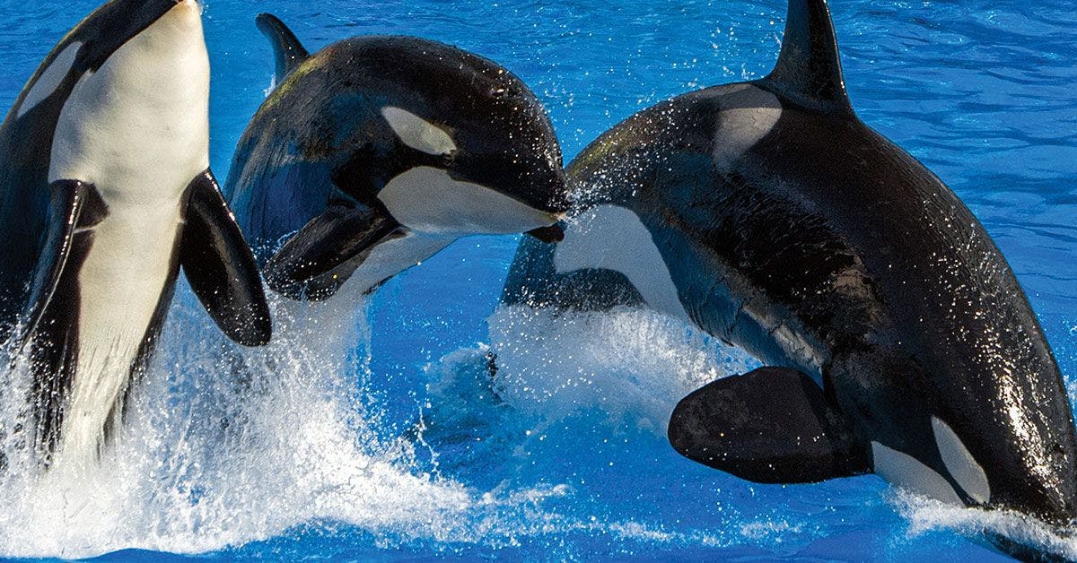 Three orca whales are jumping out of the water.