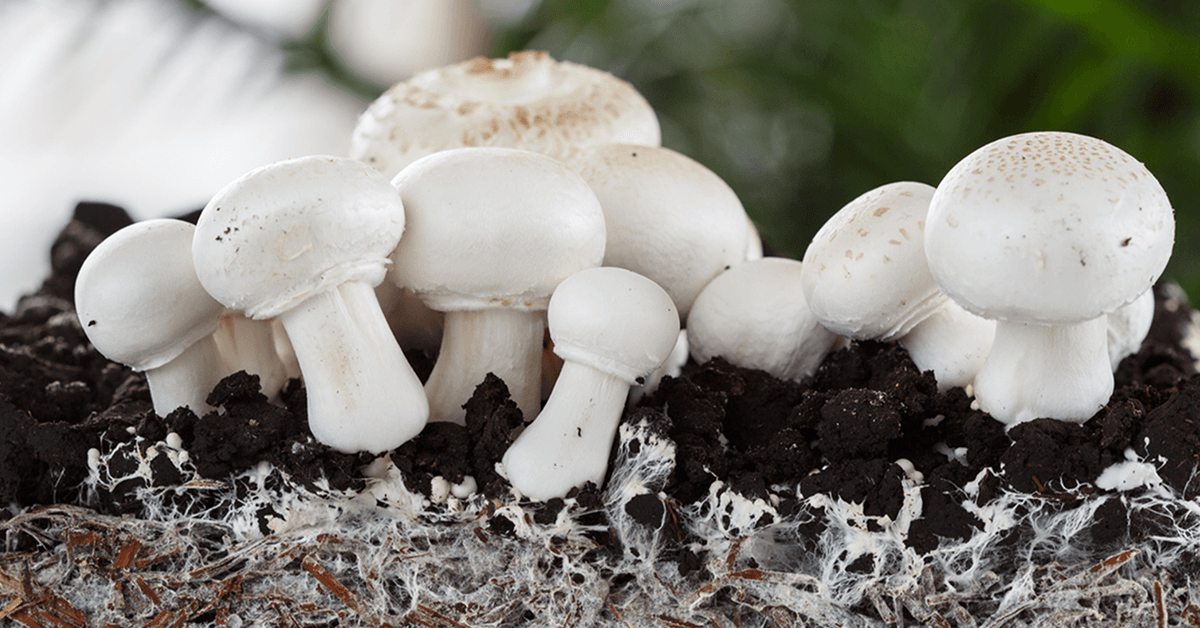 Cluster of white button mushrooms emerging from dark growing medium, with a dense network of white mycelium visible below the surface.