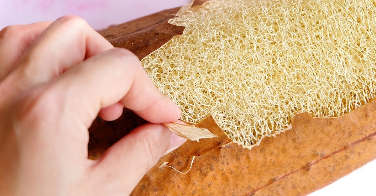 Close-up of a hand peeling the outer brown skin from a dried loofah, revealing its fibrous, sponge-like interior.