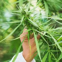A person is holding a cannabis plant.