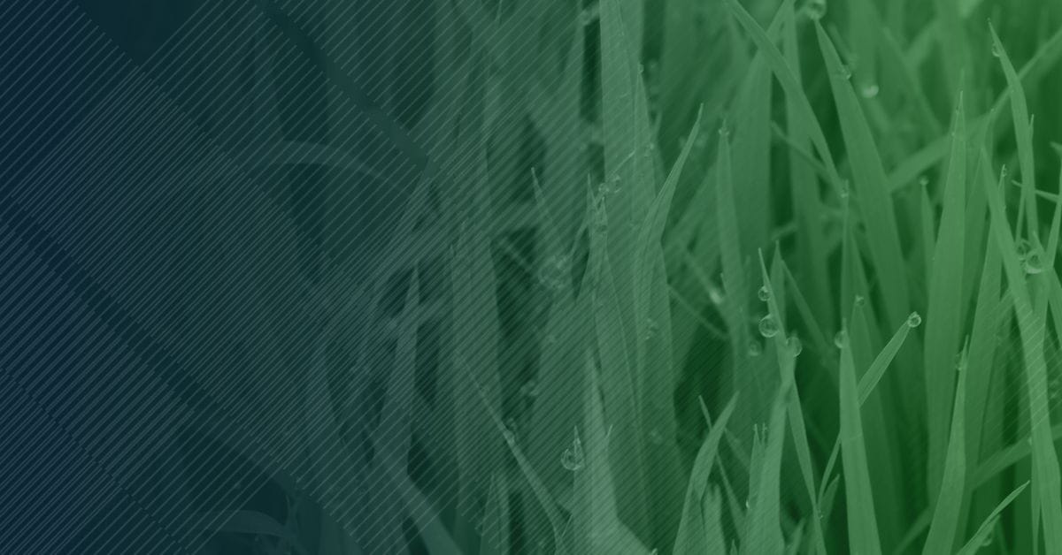 A green background with grass and a blue background.