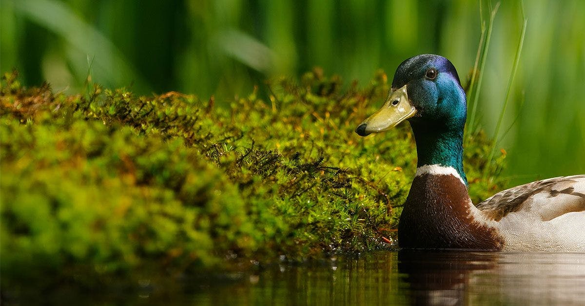 A mallard duck swimming in a pond with moss.
