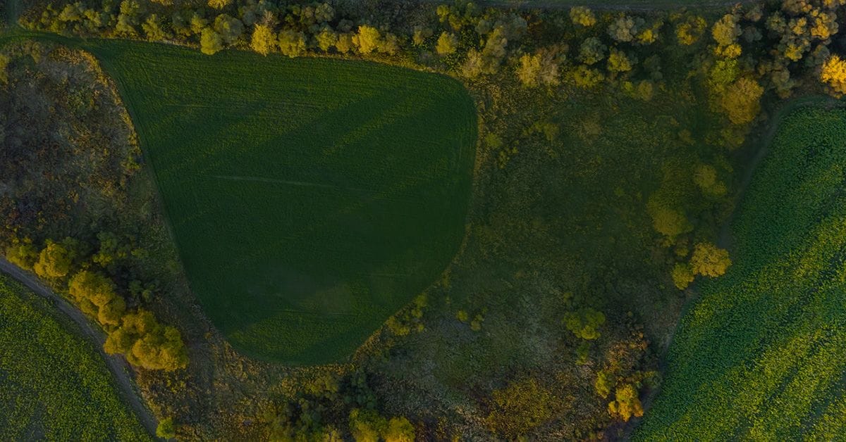 Overhead landscape photo of a forest