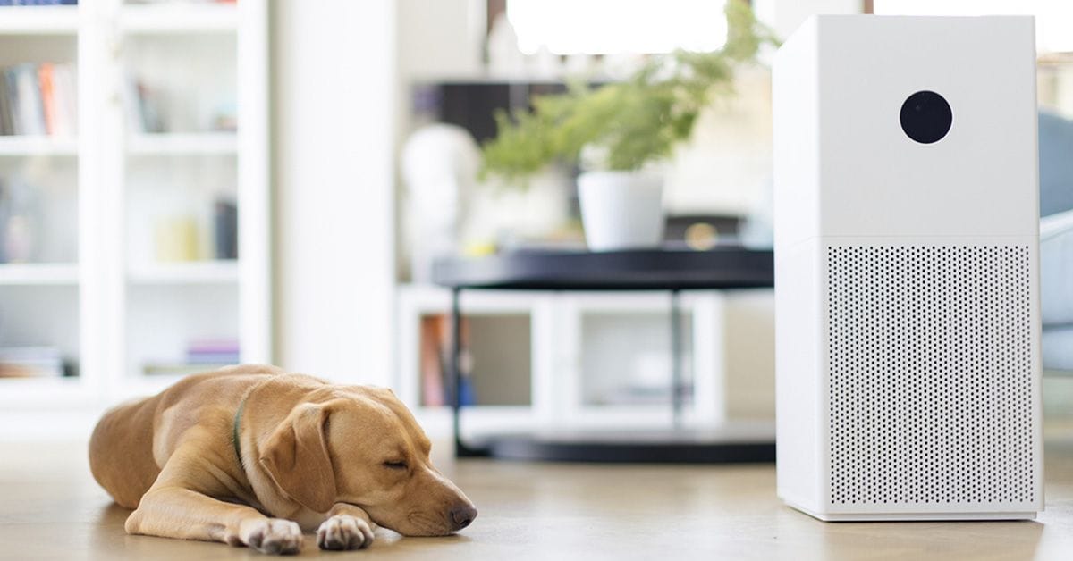 A dog resting on the floor beside a rectangular air purifier in a well-lit room with shelves and a plant in the background.