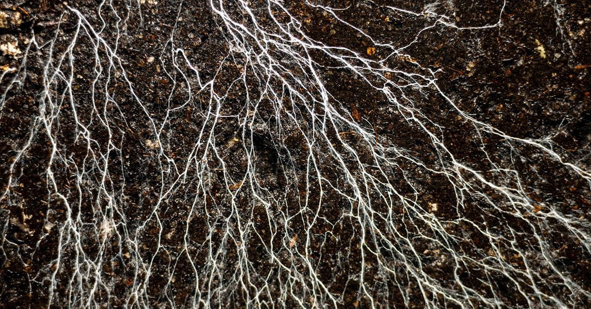 A Close-up view of white fungal mycelium threads spreading through dark soil.