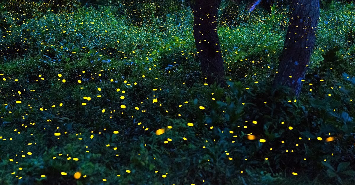 Fireflies flying in the forest. Fireflies in the bush at night in Prachinburi Thailand. Long exposure photo.