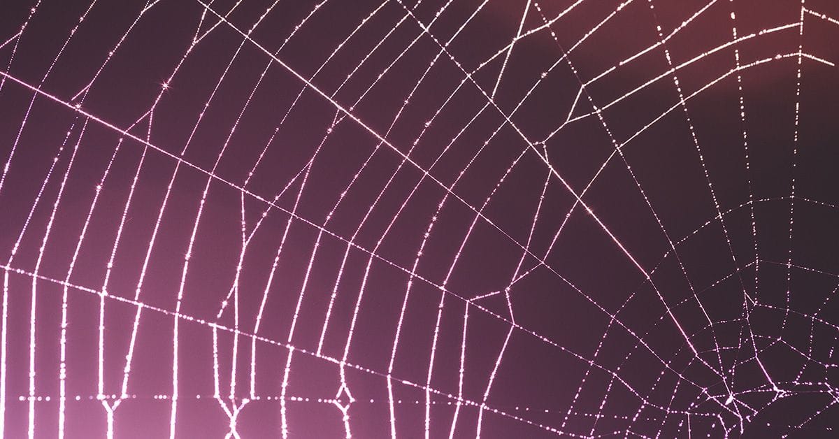 Close-up of a spider web with dew droplets, lit by pinkish-purple light.